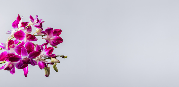 Purple orchid flower on grey color background,flat lay, panorama,copy space.