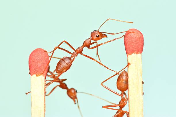 istock Ant Climbing and Stretching between 2 matches - animal behavior. 1932495269