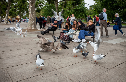 A flock of seagulls and pigeons fighting for food scraps, to the amusement of four young women sitting on a bench beside the River Thames in front of Jubilee Gardens on the South Bank, Central London. They appear to be looking at photographs they have taken on their mobile phones.