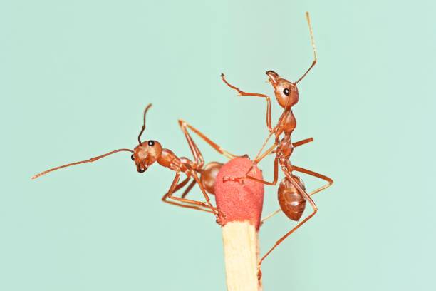 istock Ants on tip of Match - animal behavior. 1932505951