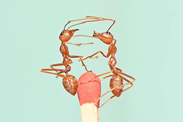 Ants on tip of Match - animal behavior.
