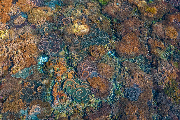 istock Top view of coral reef 1932508618