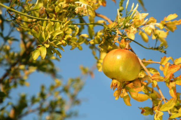 Pomegranate tree with ripening fruit outdoors on sunny day, closeup