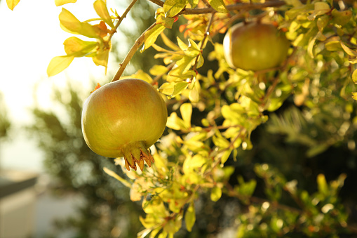 Lychees growing in a Thai orchard ready to be harvested. This delicious seasonal tropical fruit is harvested in May each year.