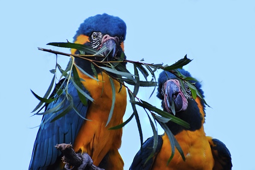 Houston, TX USA - A portrait of two beautiful Parrots that are playing together.