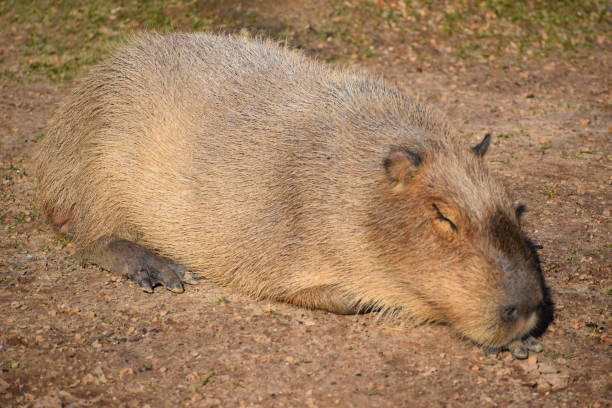 istock Portrait of sleeping Capybara 1932521913