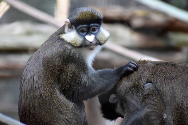 ブラッツァの猿がお互いに毛づくろいをしているときの肖像画。