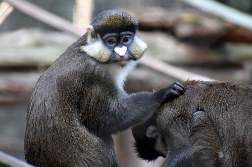 A portrait of Brazza's Monkeys (Mono de De Brazza) as they are grooming one another.