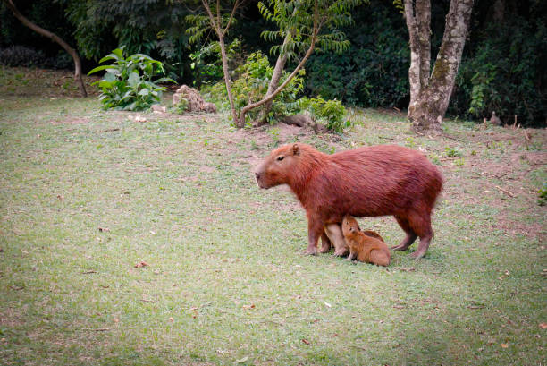 istock capybara breastfeeding its puppies 1932522952