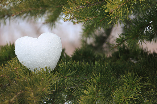 A snowball shaped like a heart resting on a cedar branch.