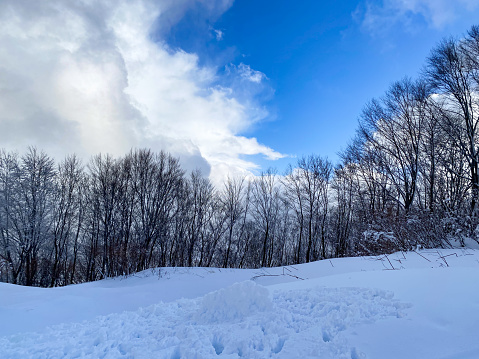 The image captures a serene landscape blanketed in fresh snow, with bare trees standing tall against the backdrop of a bright, cloudy sky. The image depicts a tranquil winter scene. Fresh snow covers the ground, appearing soft and undisturbed.