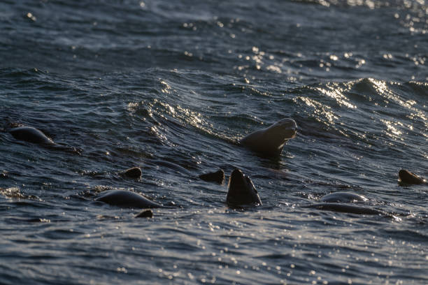 California sea lions at Porteau Cove BC Canada