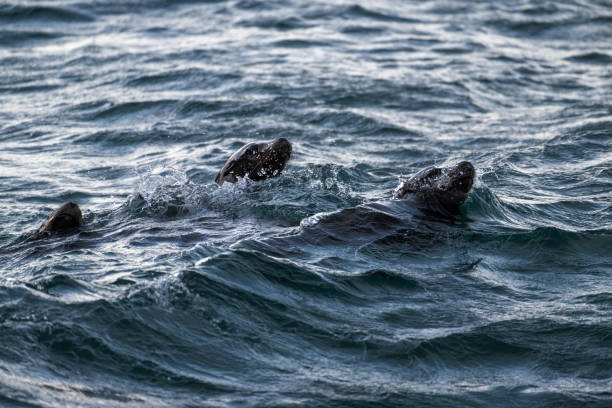 California sea lions at Porteau Cove BC Canada
