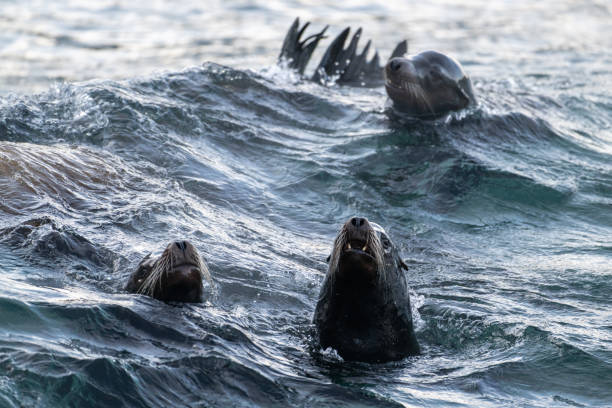 istock California sea lions in the cold 1932545433