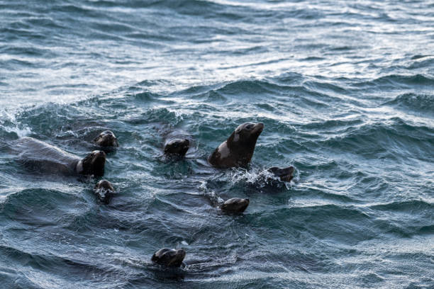 istock California sea lions in the cold 1932545437