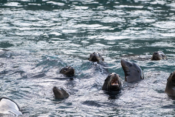 istock California sea lions in the cold 1932545442