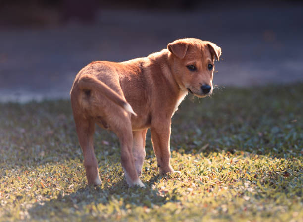istock beauty puppy on the grass in park 1932546537