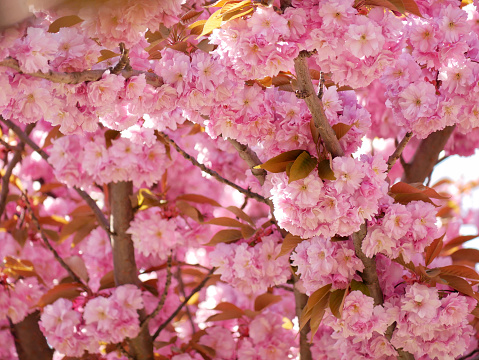 Pink Sakura blossom in Setagayapark in Vienna