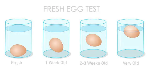 Vector illustration of Fresh egg test. Finding daily fresh eggs, weekly old and stale eggs with the flotation and sinking experiment. Freshness experiment in clear glass container, cup. Illustration Vector