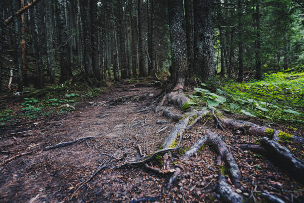 Path in a coniferous forest. Tree roots on the surface of the earth. Spruce and pine trees, beautiful landscape