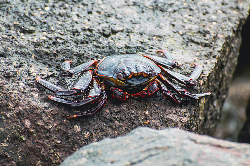 A crab perched atop a sun-bleached rock at the shoreline of a beach.