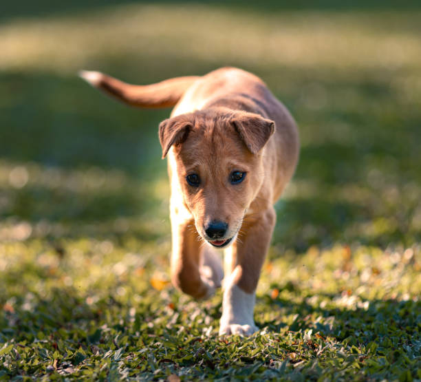 istock beauty puppy on the grass in park 1932559476