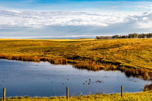 Ponds in farmers fieldi n fall. Rockyview County, Alberta, Canada