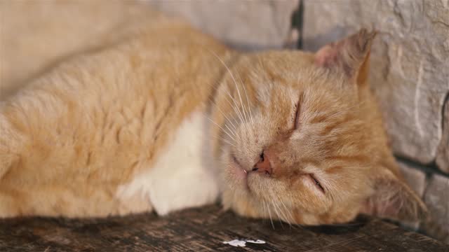 Portrait of cute red cat sleep peacefully and dream
