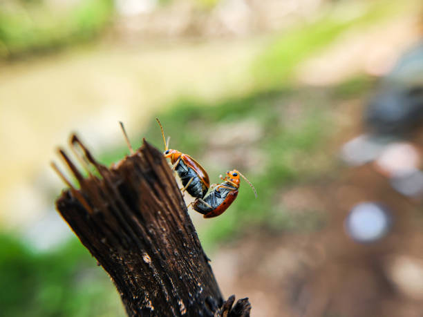 Kurbit leaf beetle (Aulacophora femoralis). mating beetles