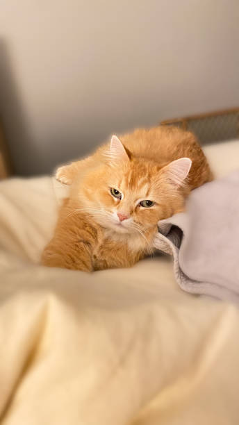 istock Long Haired Orange Tabby Enjoying Downtime 1932589473