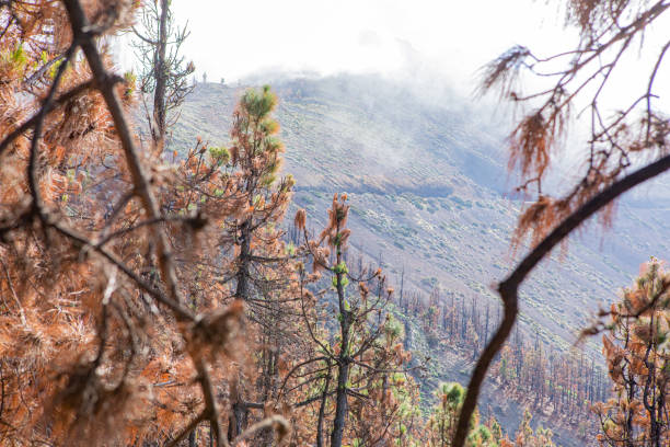 istock Tenerife's Teide National Park, burnt forest after 2023 fire. 1932591478