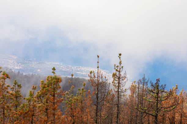 istock Tenerife's Teide National Park, burnt forest after 2023 fire. 1932592659