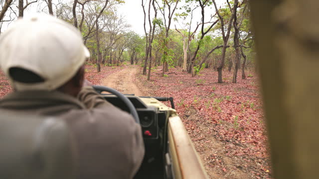 Safari jeep game driving tourists through hot sunny African savanna. Male tourist guide/tour guide navigating a safari vehicle through the enchanting National Park.