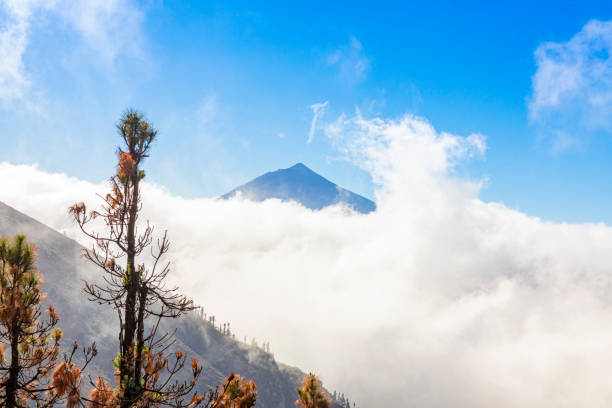 Canary Island Tenerife landmark, Teide's national park. After big fire in 2023.Pine trees and new sprouts on the bramches.