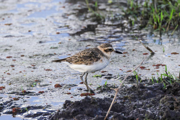 istock one sandpiper bird in marshland 1932607992