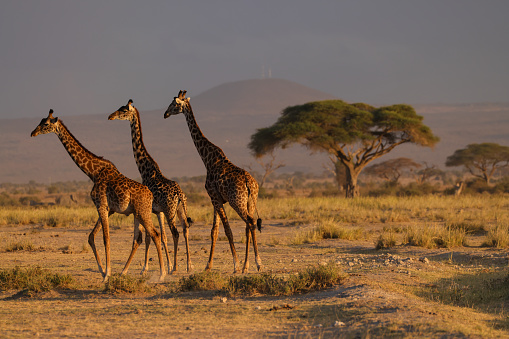 three giraffes in sunset light