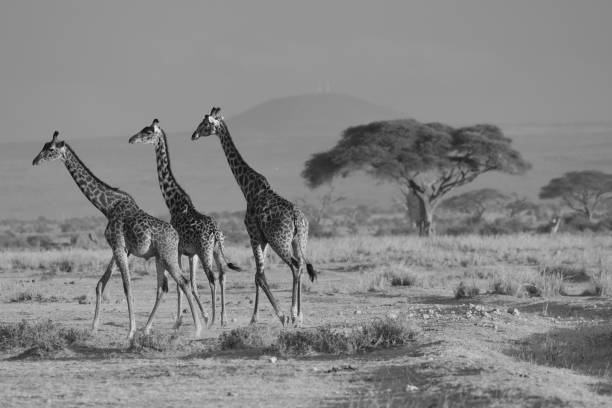 istock three giraffes in the savannah 1932612322