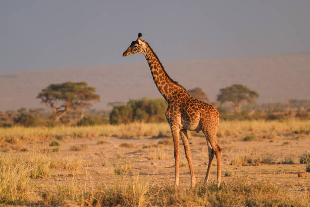 istock one giraffe in the savannah of Kenya 1932612842