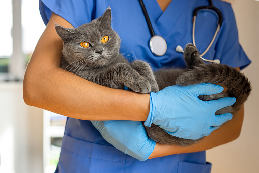 Veterinarian's assistante smiling and holding a beautiful kitten while he is standing at the background