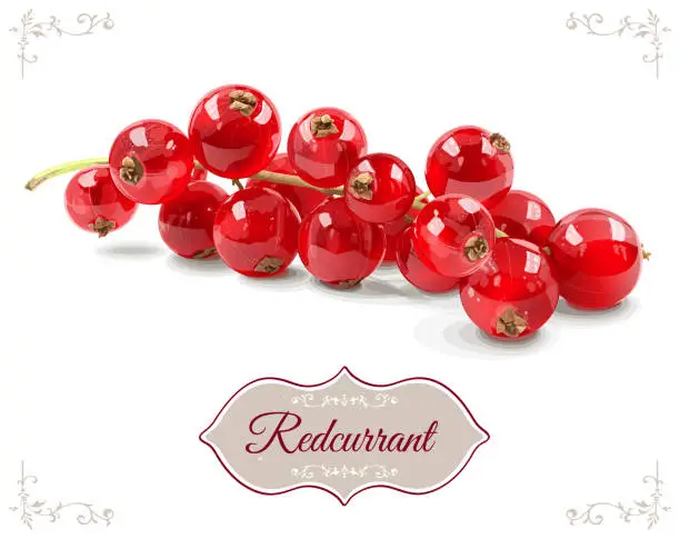 Vector illustration of Realistic red currant branch isolated on white background. Vegetarian organic food. Vector Illustration.