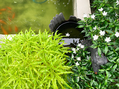 Mini pond and greenery garden