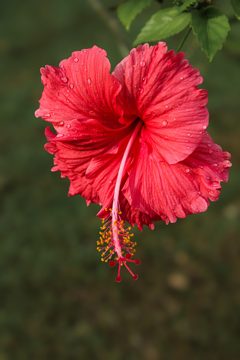 A vibrant red flower in full bloom atop a lush green grassy field.