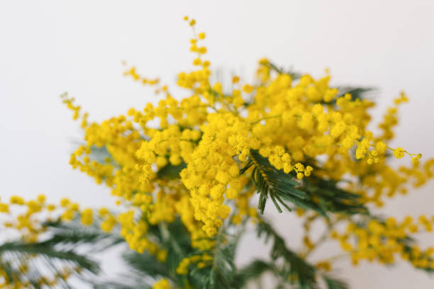 istock Yellow mimosa flowers close up 1932627563