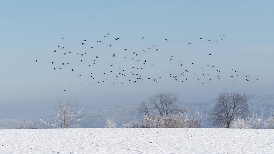 Winter landscape with flying birds