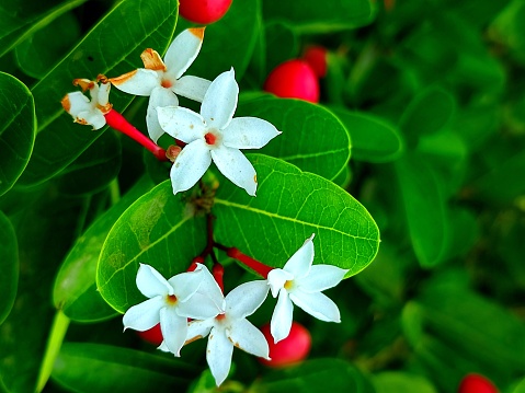 Carissa carandas or  Karonda fruit and flowers in india