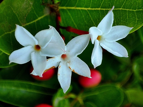 Carissa carandas or  Karonda fruit and flowers in india