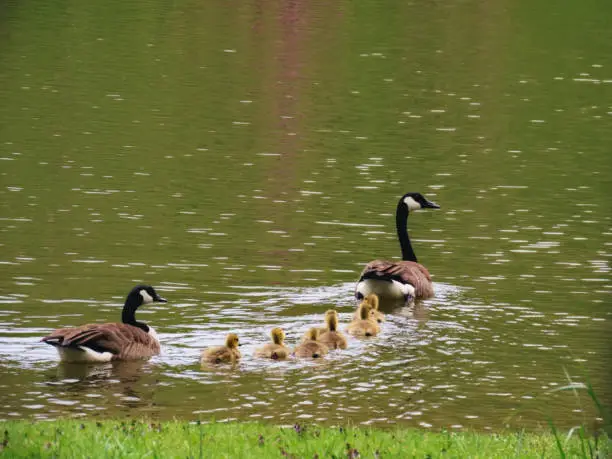 Mom and Dad taking their babies out onto a pond