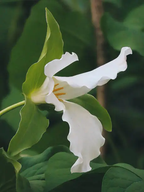 Beautiful Wild White Trillium