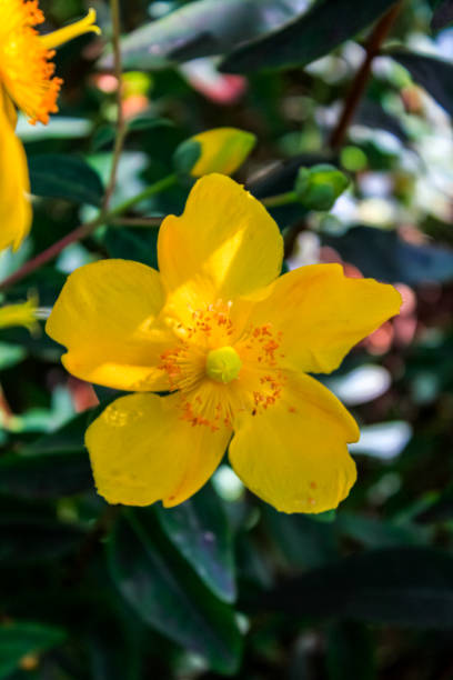 istock Close-up of Aaron's beard aka Hypericum calycinum in the rural with sunlight. 1932657073