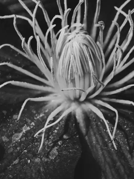 Black and White macro of a Clematis Flower
